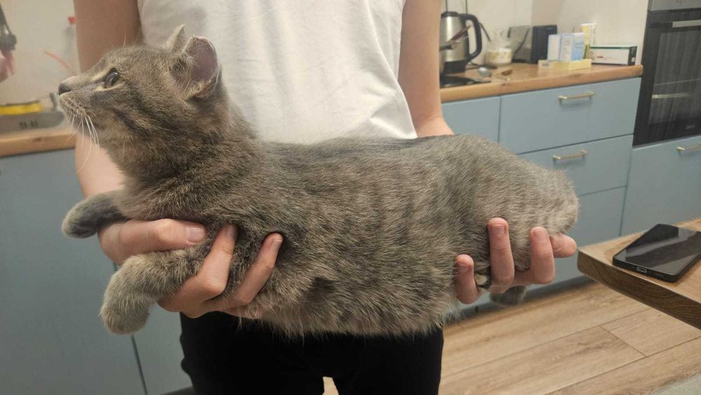 Молодой красивый котик ищет дом