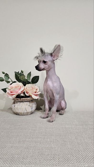 Китайско голо качулато куче