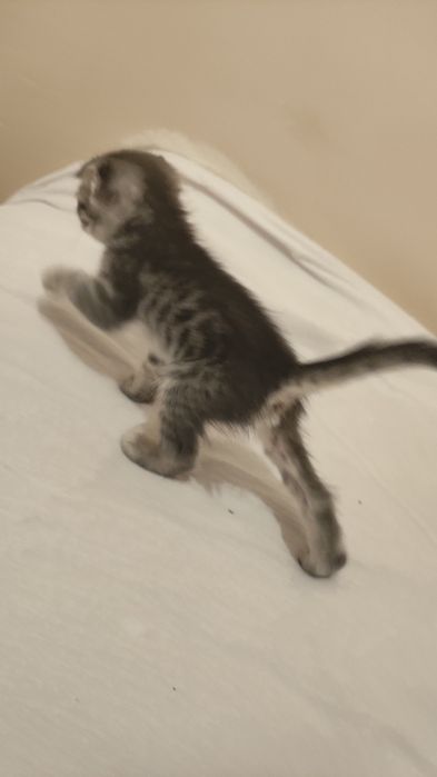 Шотландия кошка сауда бар