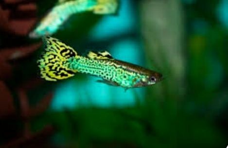 Аквариум.Навои Фрунзе