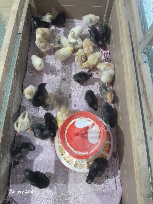 Vand pui 34 de bucati cu 13 lei bucat pe ale  sunt si vaccinat