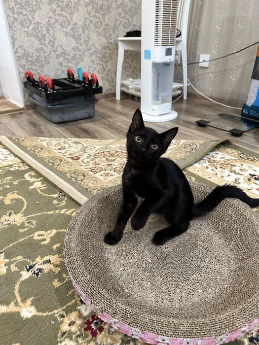 Котенок мальчик 3 месяца