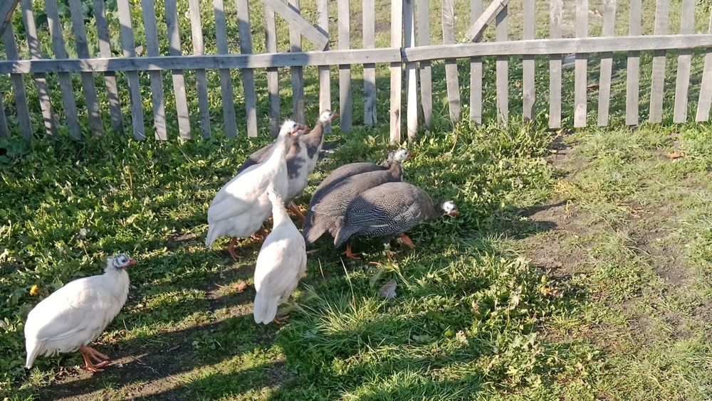 Продам  молодых цасарок