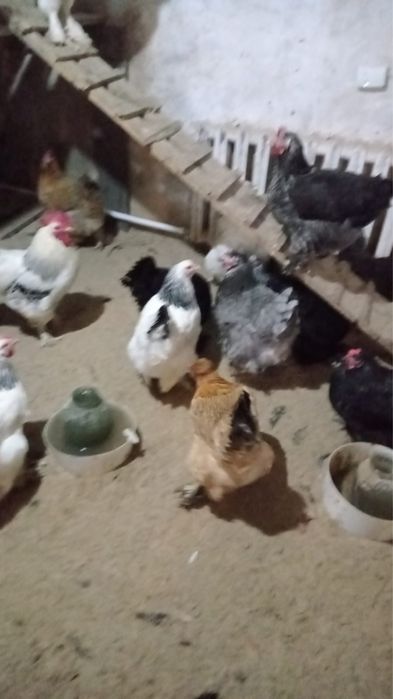 Куры домашние 5000