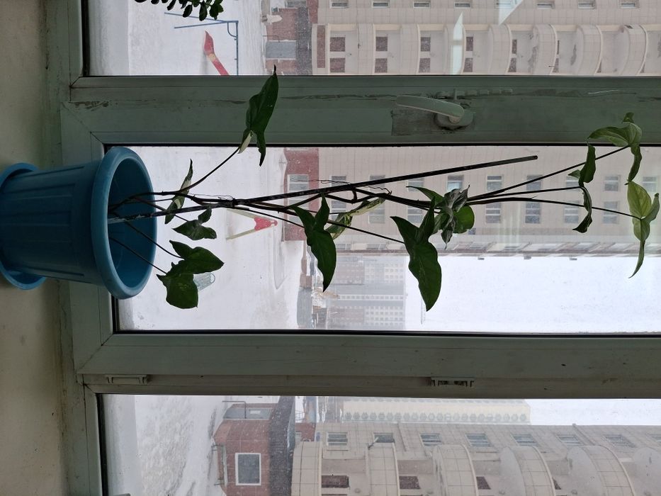 Комнатные  цветы