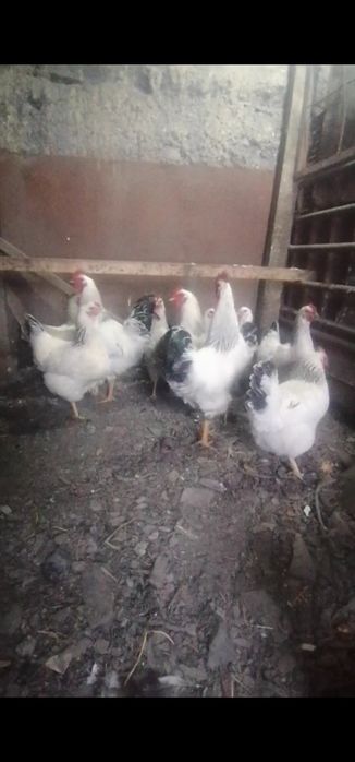 Продам Инкубационный яйцо Адлеров