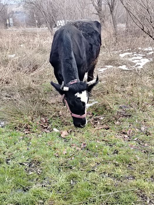 Vând vaca foarte bună și cuminte bună de lapte mai multe detalii la te