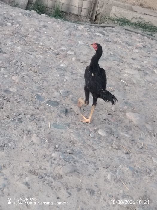 Joja kareya toza zotli xoroz