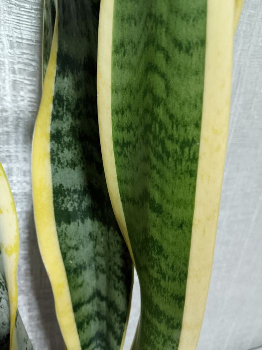 Сансевевиерия Лауренти (голд)