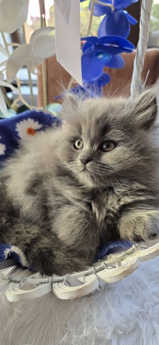 Pisica British Blue