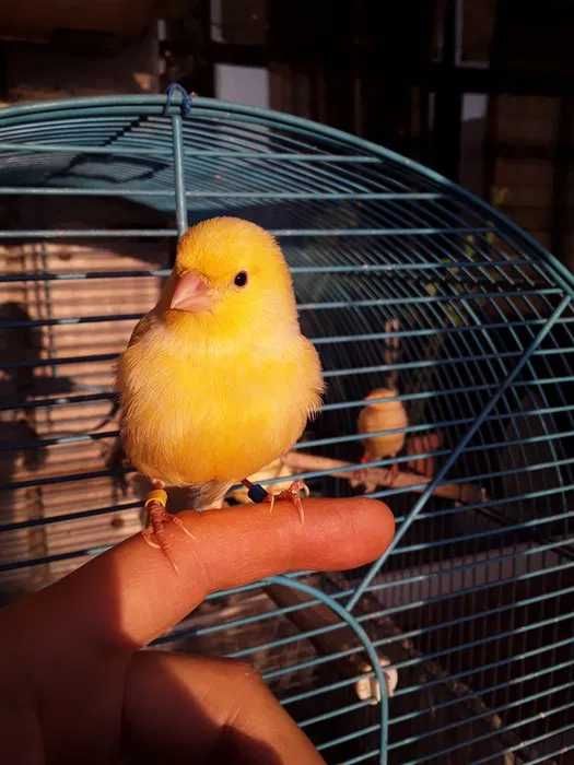 Канарейки. Самцы и Самки.