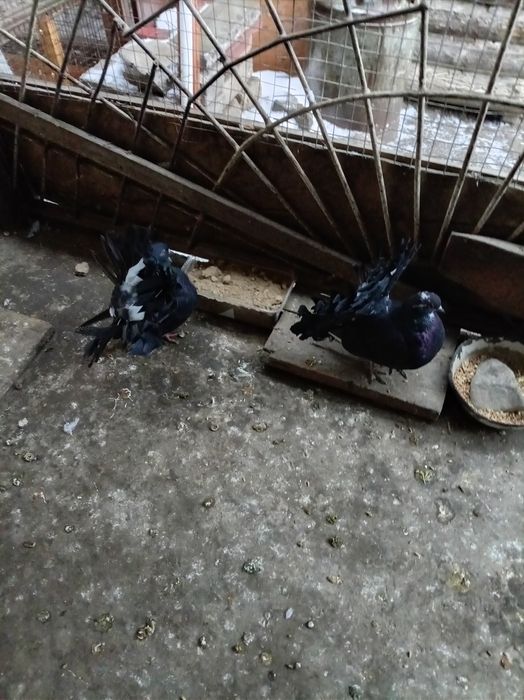 Голуби,кептер,павлины пара