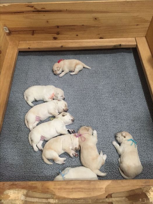 продам щенков лабрадора ретривера