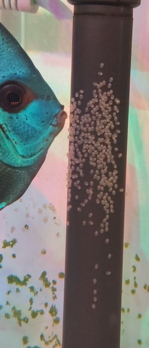 Готовая пара одних из самых красивых дискусов Блю Даймонд