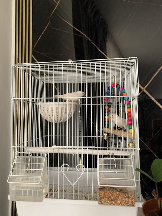 Продаются попугаи