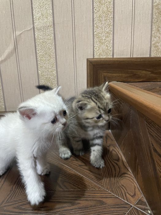 Скоттиш фолд-страйт