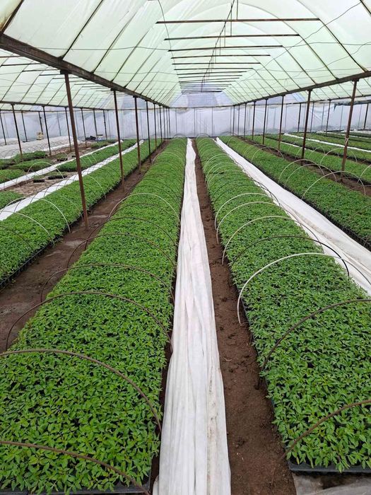 ТОП РАЗСАД НА ТОП ЦЕНА!!!