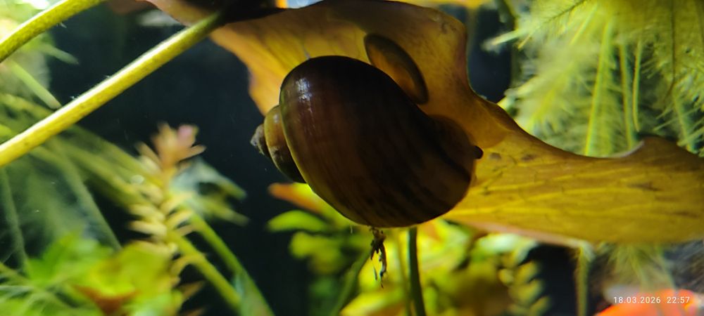 Улитки аквариумные.