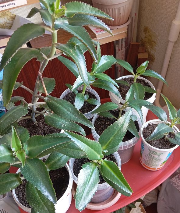 Продам цветы каланхоэ