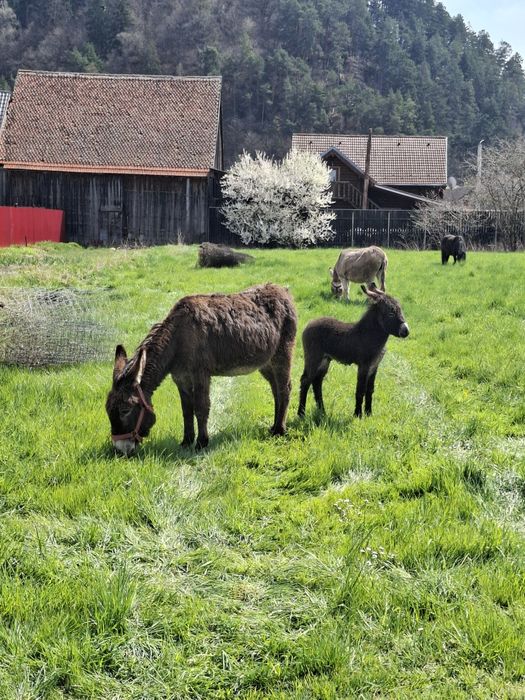 Magarita cu pui lângă ea