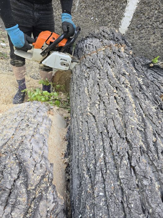 Спил дерева Спил деревьев