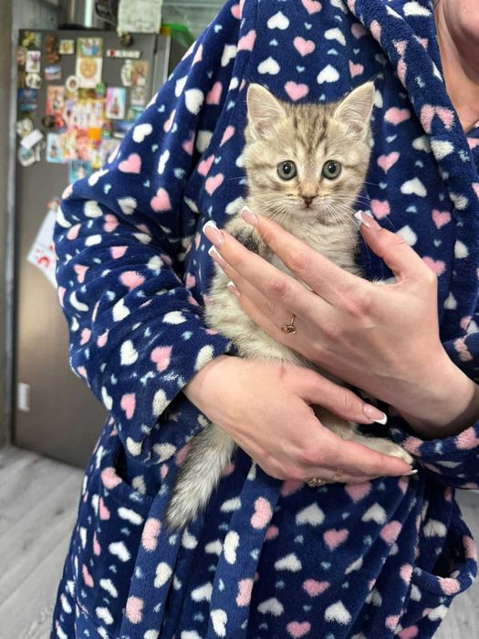 Отдам даром котёнка