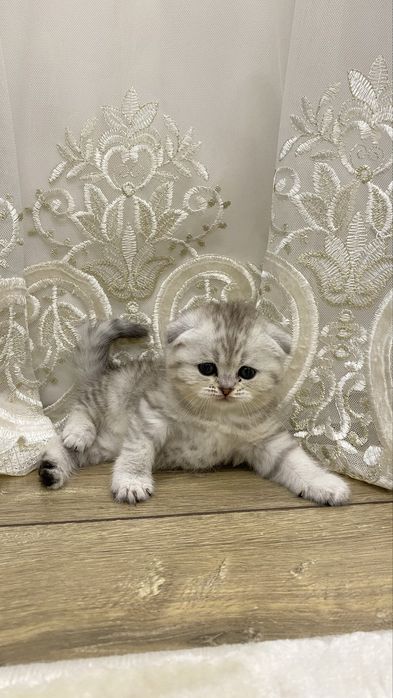 Котята шиншилы хоршый породы