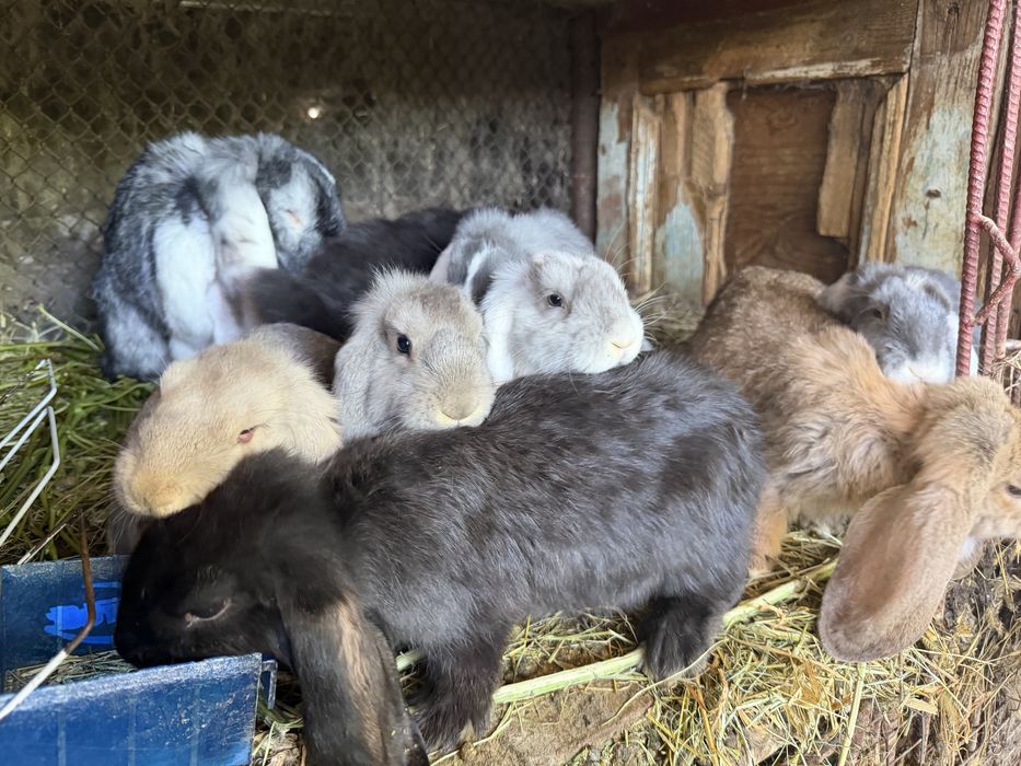 Продам кроликов французский баран
