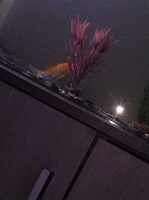 Яркий карп кое золотистый