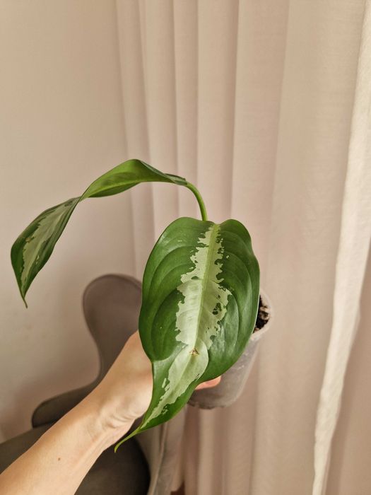 Аглаонема, комнатное растение