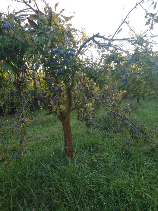 Prune de vanzare