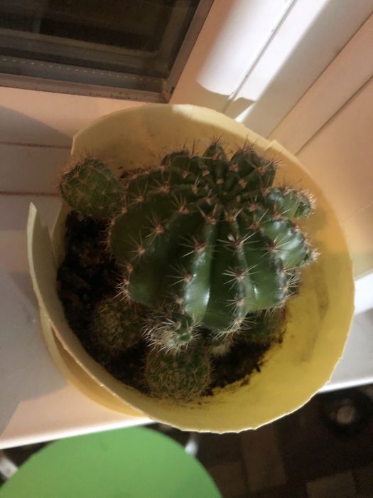 Продам отростки кактуса Эхинопсис