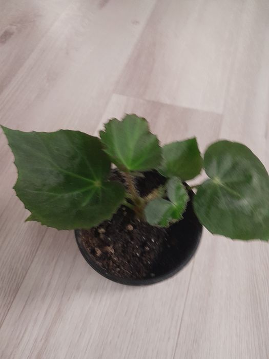 Продам черенки комнатных растений