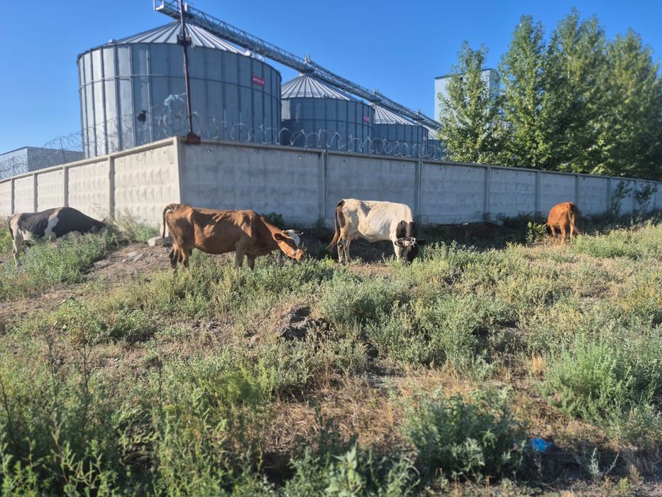 Продам коров 4 головы