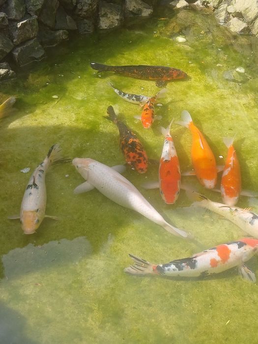 Vand pesti crap koi