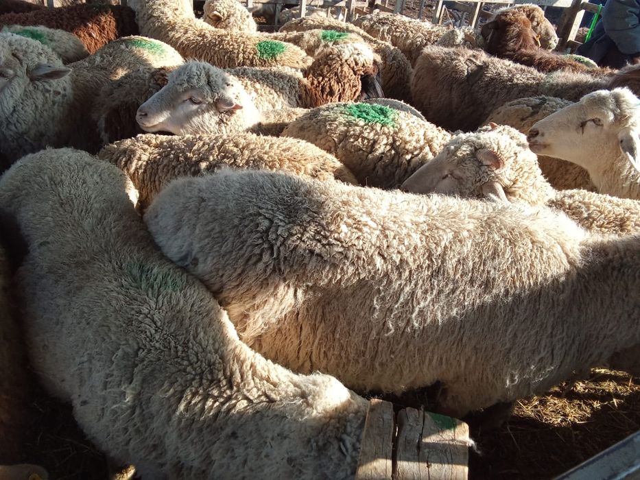 18 шт токтылар еркек ургашы