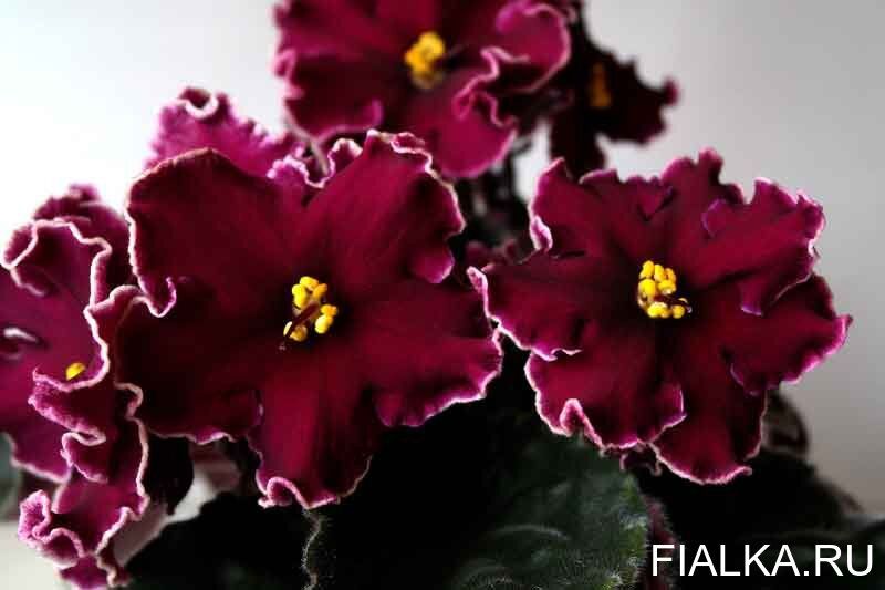 Продам срочно детки сортовых фиалочек !!!