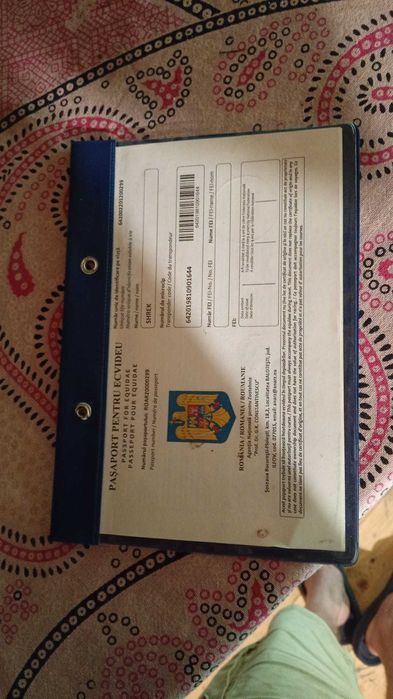 Vand ponei bland si jucaus
