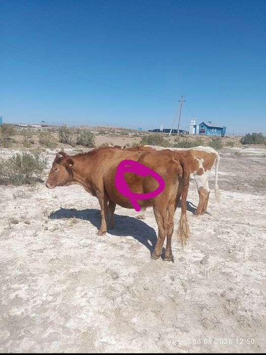 Каровы бычкй. На продажу