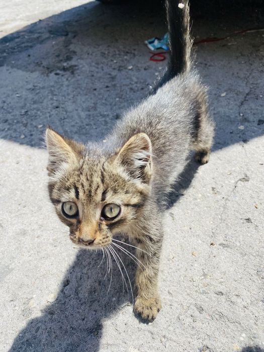 Отдам 3 котят бесплатно!