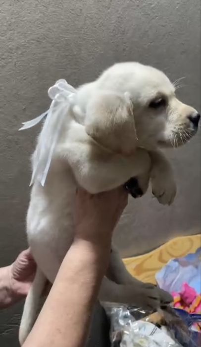 Щенок лабрадора ретривера