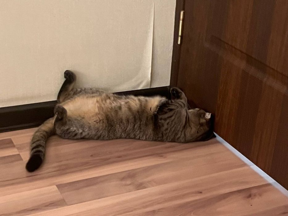 Шотландский вислоух кошка