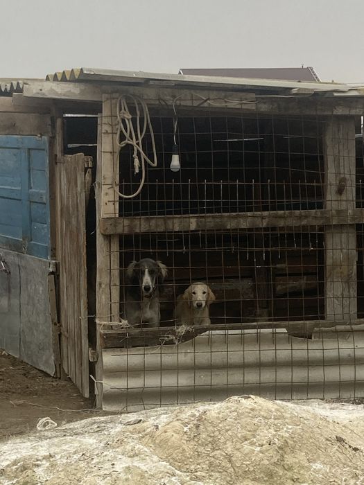 Тазы кушык сатылады