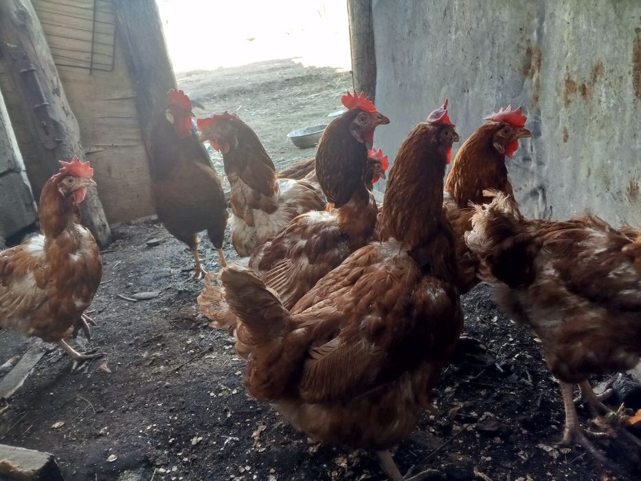 Тауықтар сатылады продаётся куры