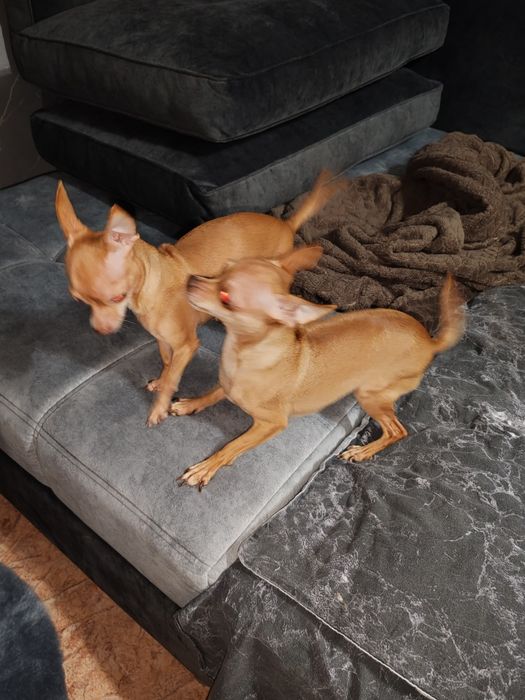 Продам той-терьеров