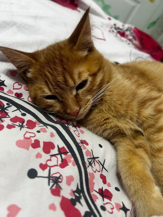 Отдам котенка в добрые руки