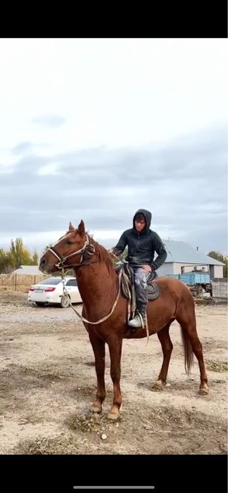 Көкпар аты сатылымда!