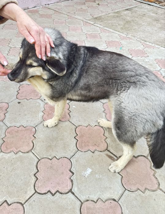 Собака бесплатно