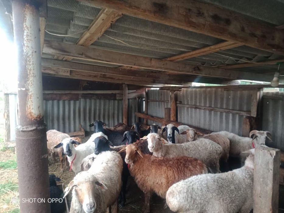 Бараны(мелко-рогатый скот)на продажу
