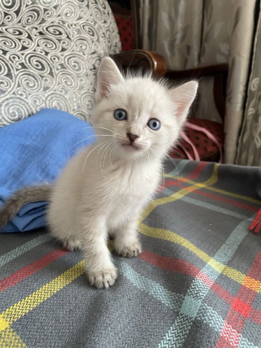 Продам сиамского котенка